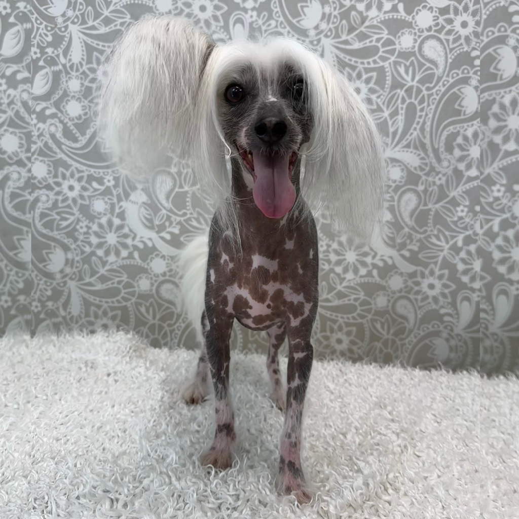 Китайская голая хохлата