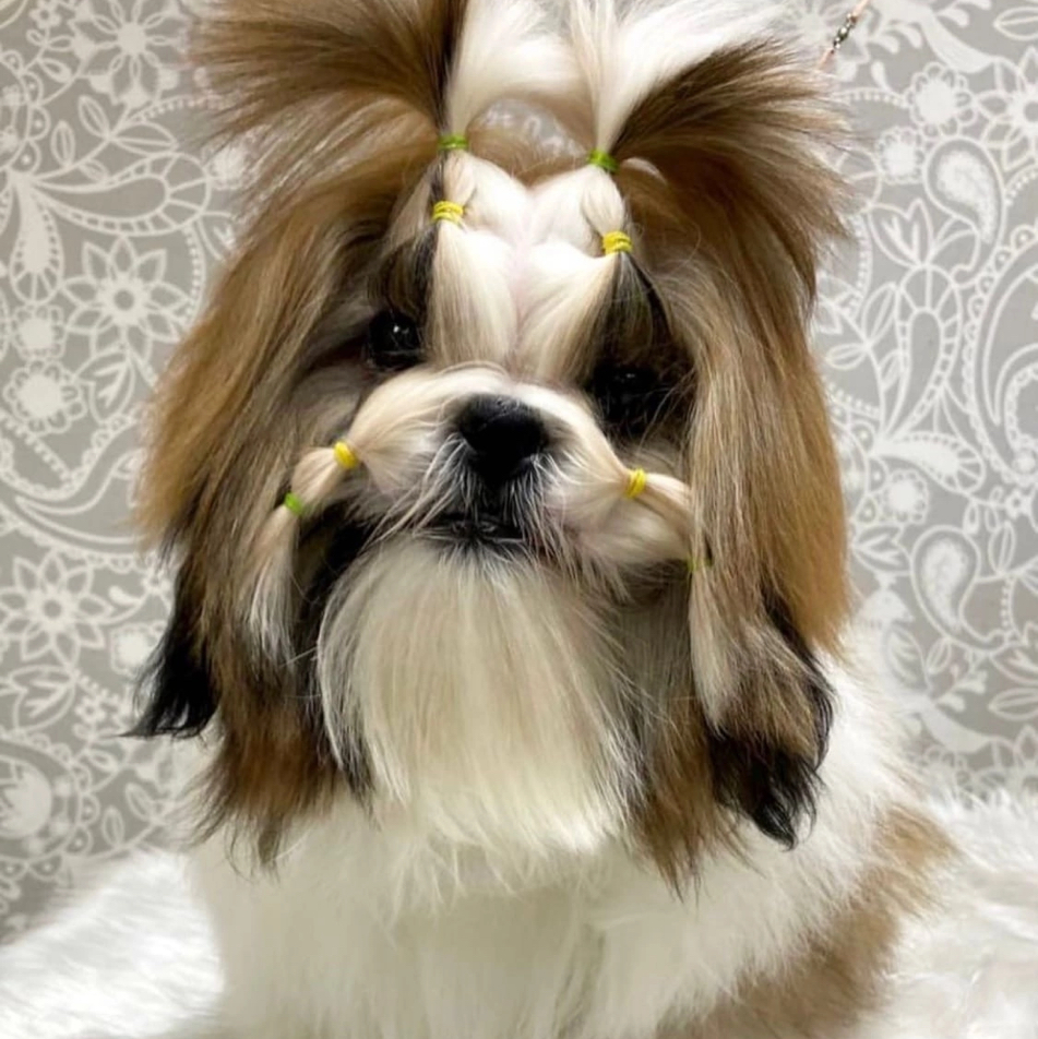 Гигиена Ши-тцу (без стрижки шапки)