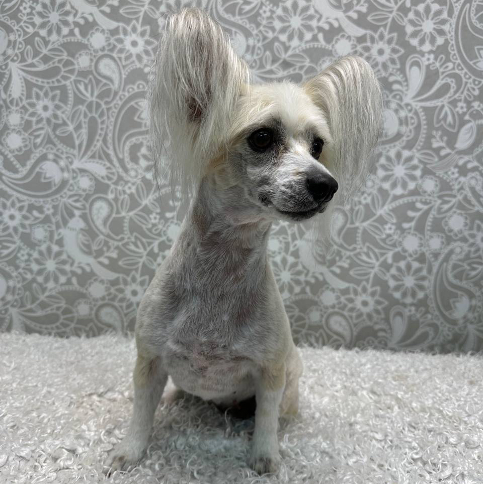 Китайская хохлатая пуховка