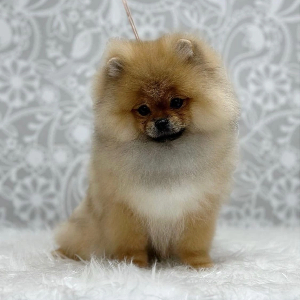 Гигиена Шпиц миниатюрный