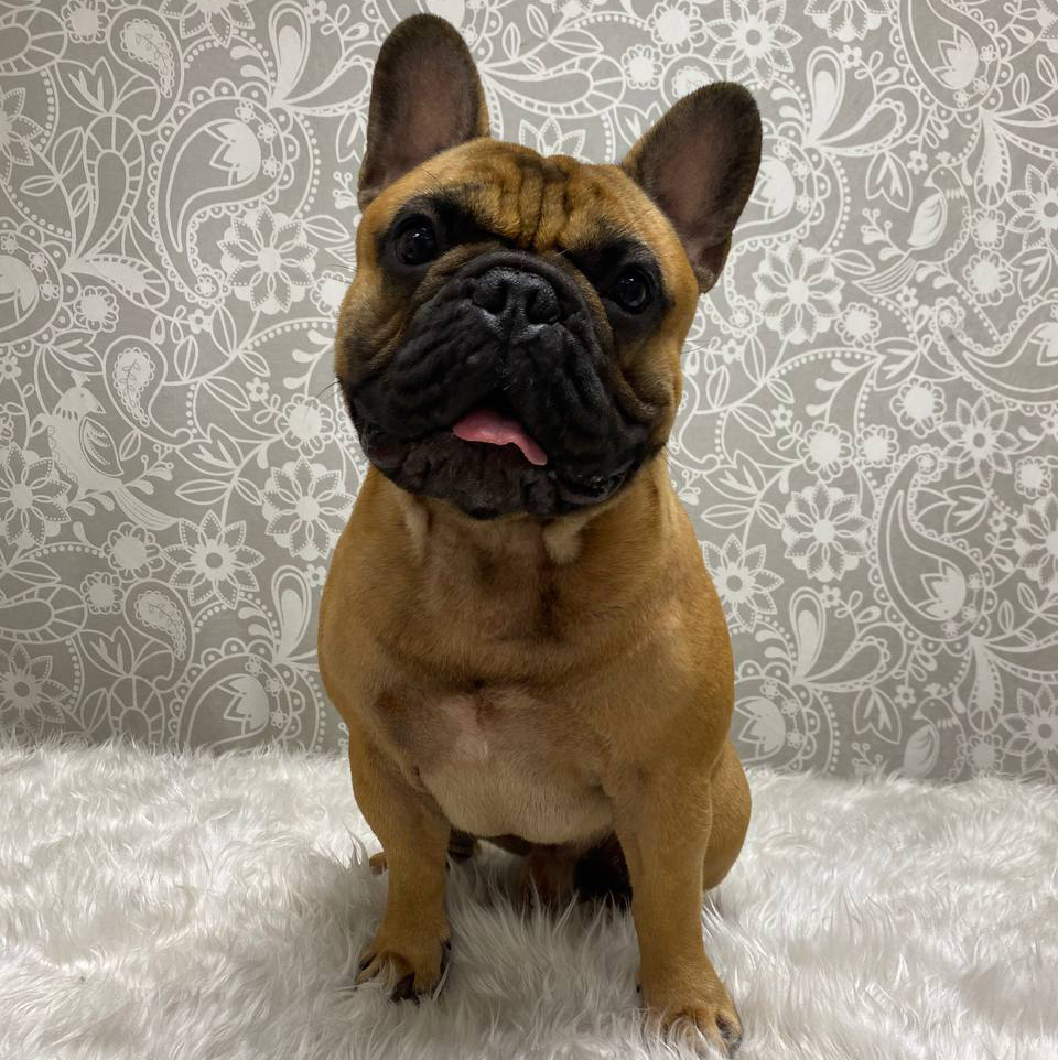 Французский бульдог
