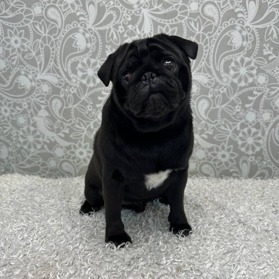 Экспресс линька От 5 до 12кг