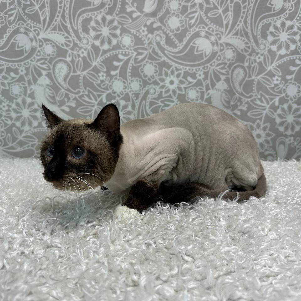 Кот брить+мыть