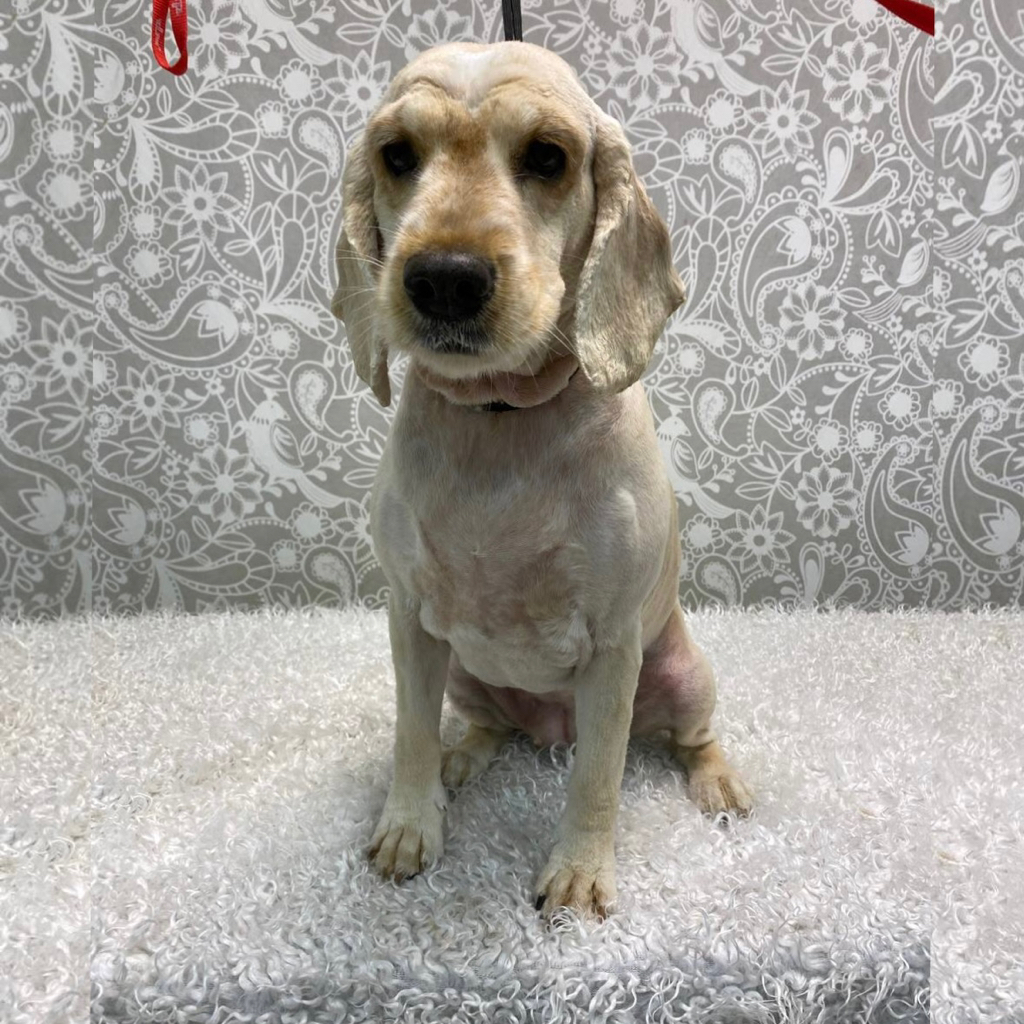 Английский кокер-спаниель(под машинку)