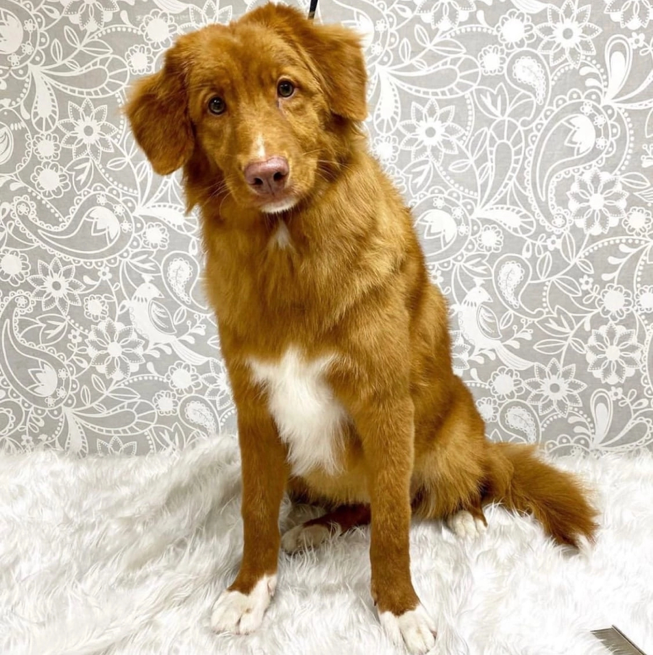 Новошотландский ретривер