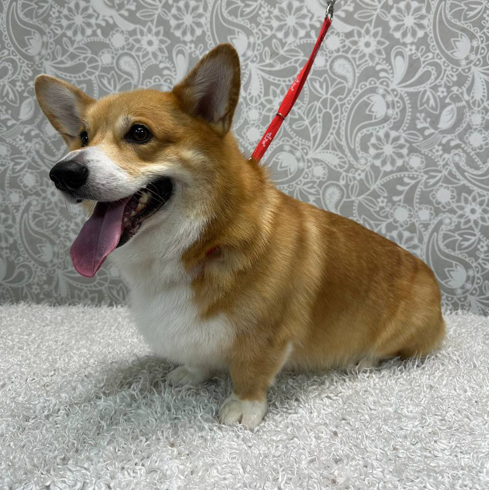 Корги Стандарт (до 18кг)