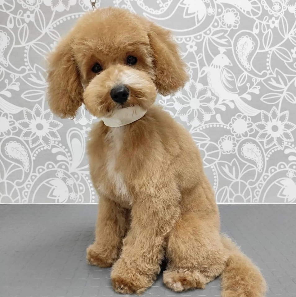 Гигиена Той Пудель/мальтипу (стрижка головы)