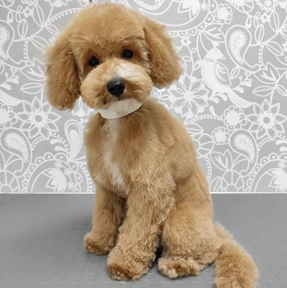 Той пудель (до 28см) (модельная, ножницы)