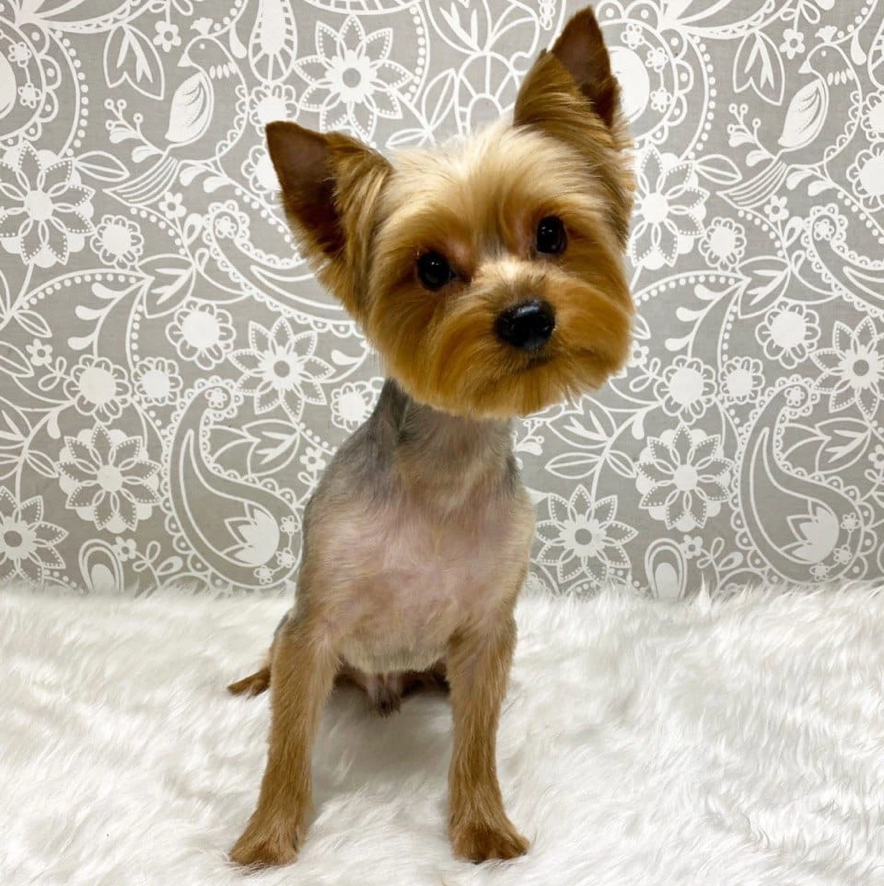 Йоркширский терьер (под машинку)