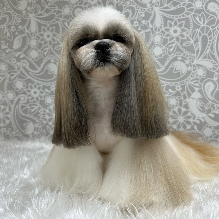 Ши-тцу Азия (брить корпус, ноги столбики или клеши)