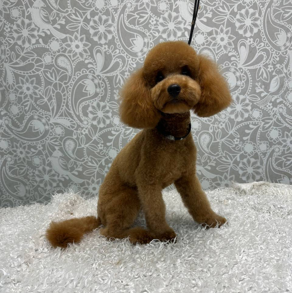 Той пудель (до 28см)(машинка)