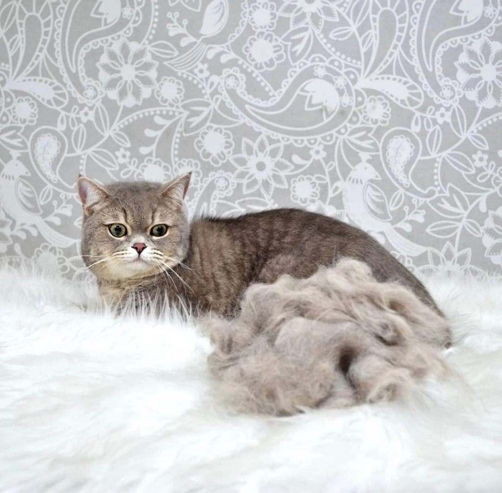 Кот вычес КШ