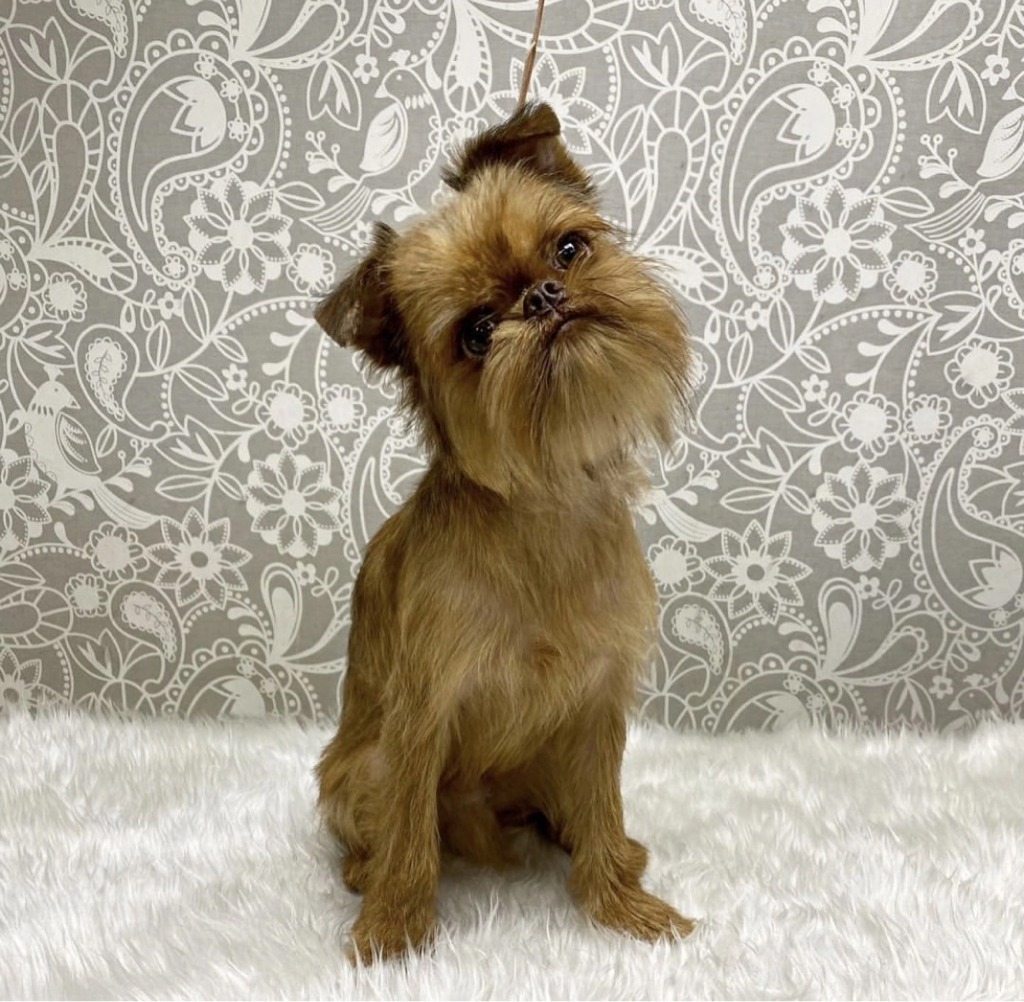 Грифон, Пти-брабансон гигиена