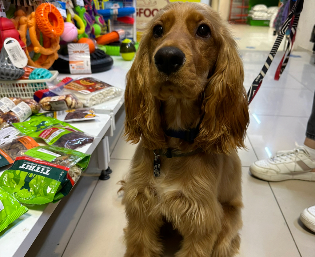 Гигиена Английский Кокер-спаниель