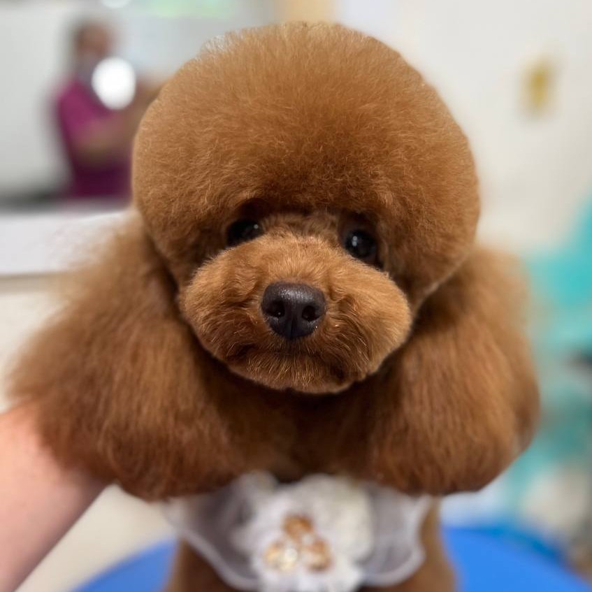 Стрижка собак + СПА
(полный комплекс + спа)