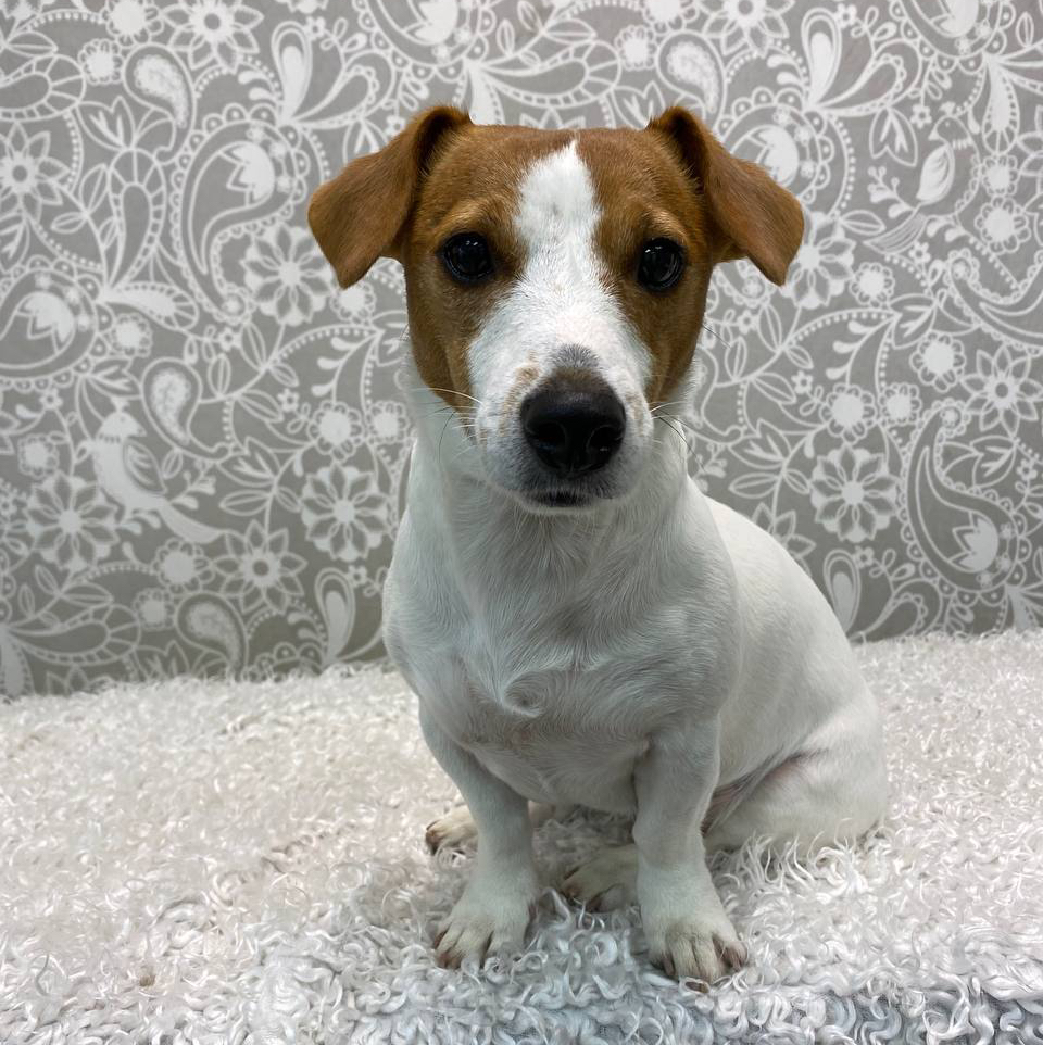 Джек рассел (гладкошерстный)