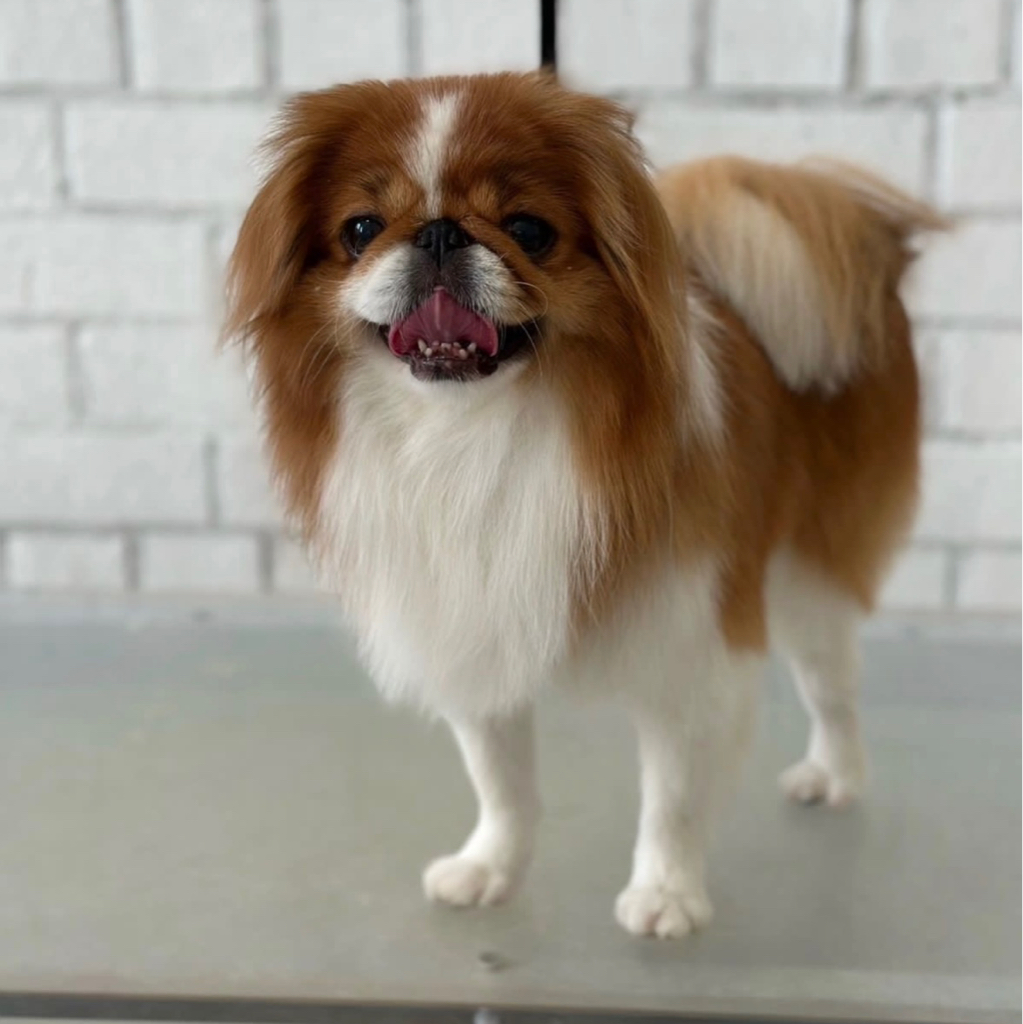 Японский хин