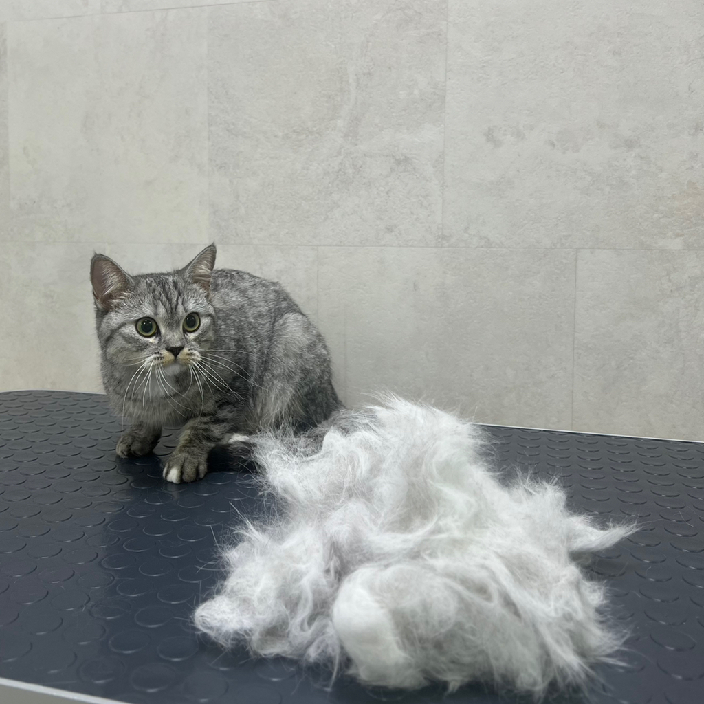 Вычёсывание с купанием для КОРОТКОШЕРСТНЫХ кошек ДО 6 КГ‼️ если питомец агрессивный или очень переживательный, не усидчивый - свяжитесь с нами