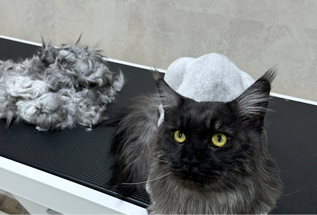 Стрижка С КУПАНИЕМ для мейн-куна и кошек БОЛЕЕ 6КГ‼️если питомец агрессивный или очень переживательный, не усидчивый- свяжитесь с нами перед записью