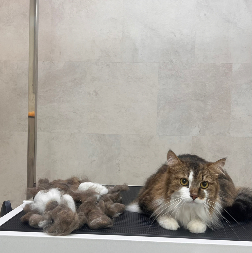 Вычёсывание с купанием для ДЛИННОШЕРСТНЫХ кошек БОЛЕЕ 6КГ‼️ если питомец агрессивный или очень переживательный, не усидчивый - свяжитесь с нами