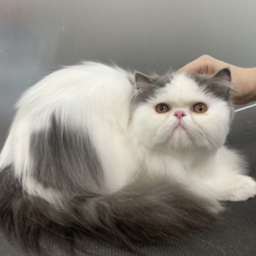 Вычесывание с купанием для ДЛИННОШЕРСТНЫХ кошек ДО 6 КГ‼️ если питомец агрессивный или очень переживательный, не усидчивый - свяжитесь с нами