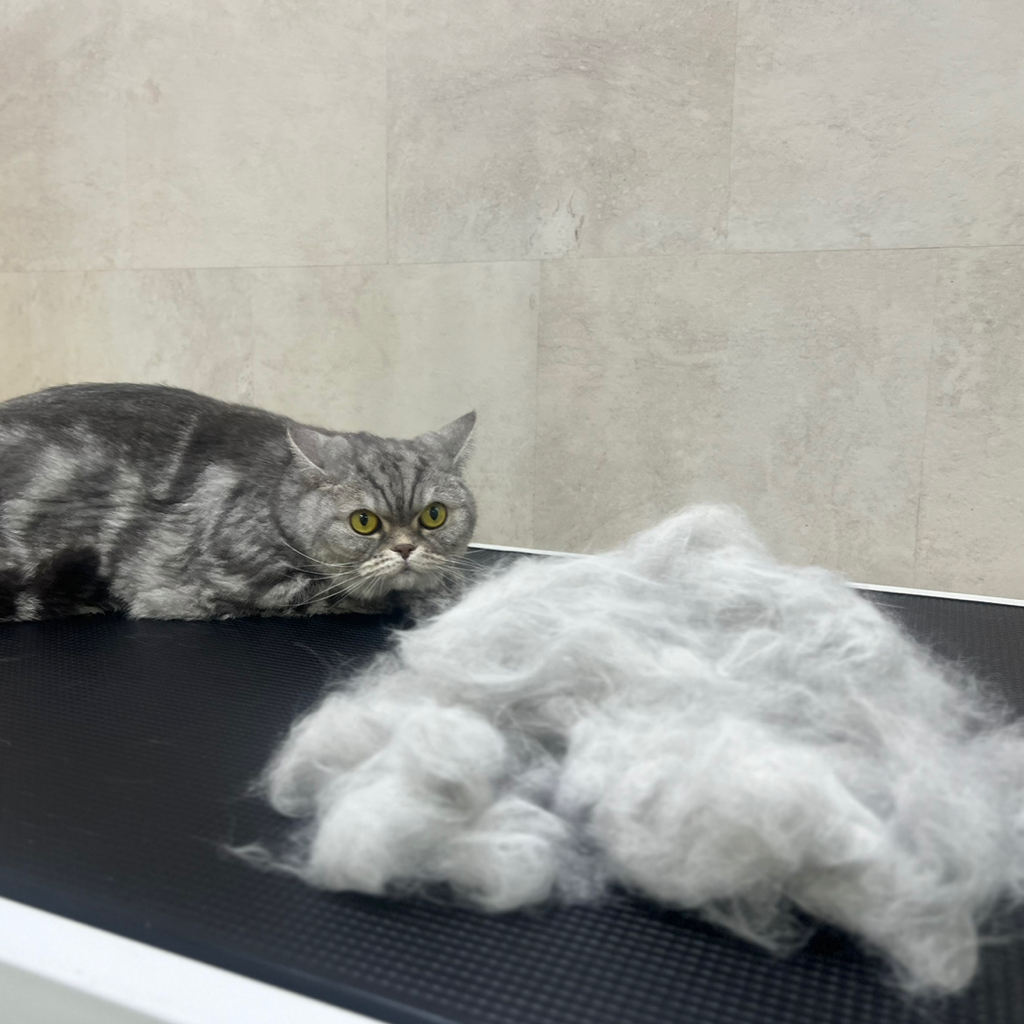 Вычёсывание с купанием для КОРОТКОШЕРСТНЫХ кошек БОЛЕЕ 6КГ‼️ если питомец агрессивный или очень переживательный, не усидчивый - свяжитесь с нами