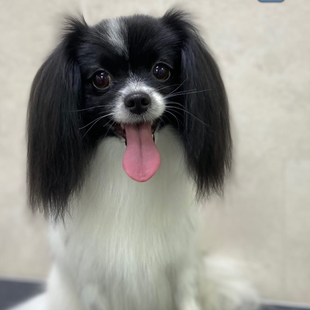 Папильон без стрижки