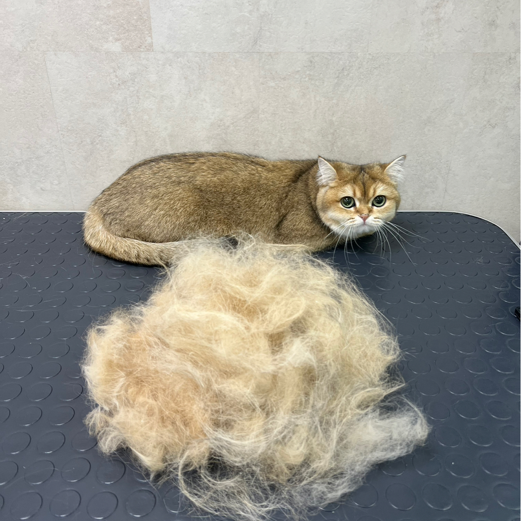 Вычёсывание без купания для кошек БОЛЕЕ 6КГ‼️ если питомец агрессивный или очень переживательный, не усидчивый - свяжитесь