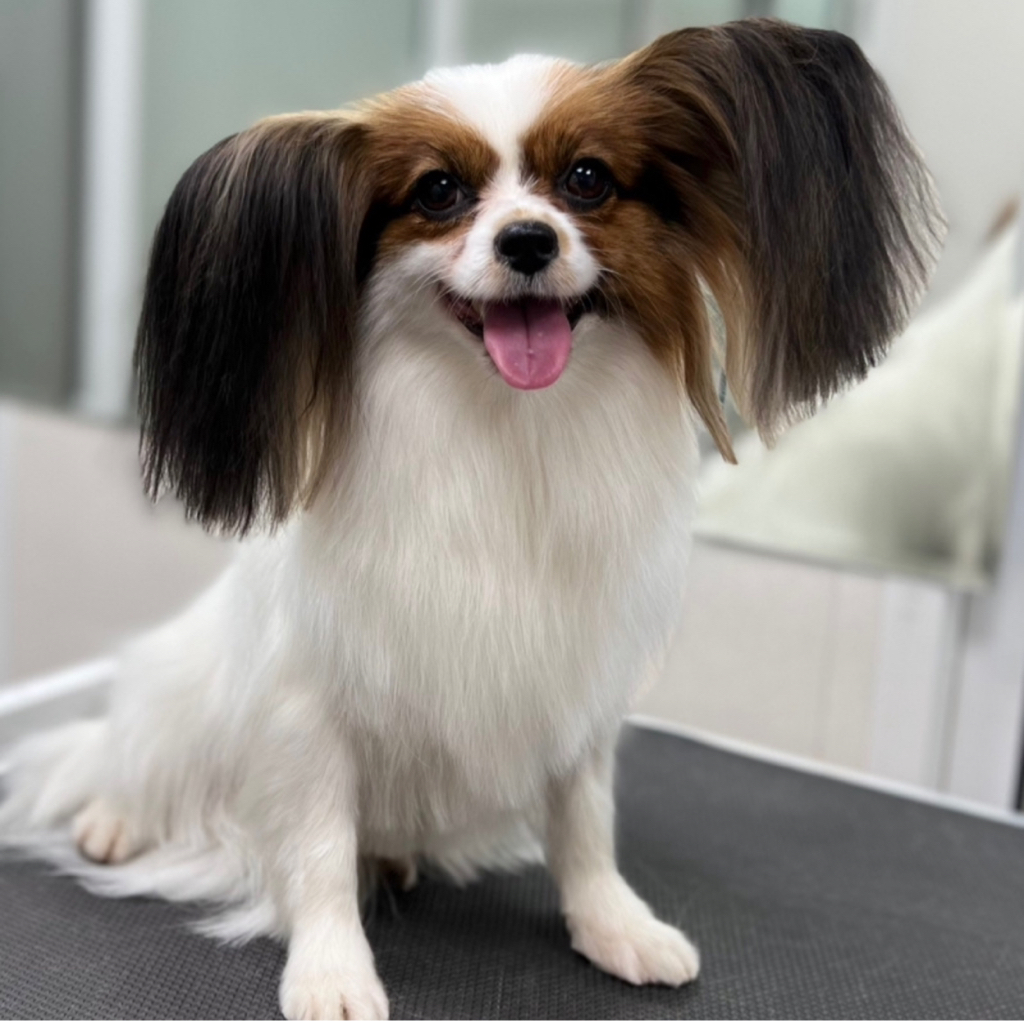 Папильон со стрижкой