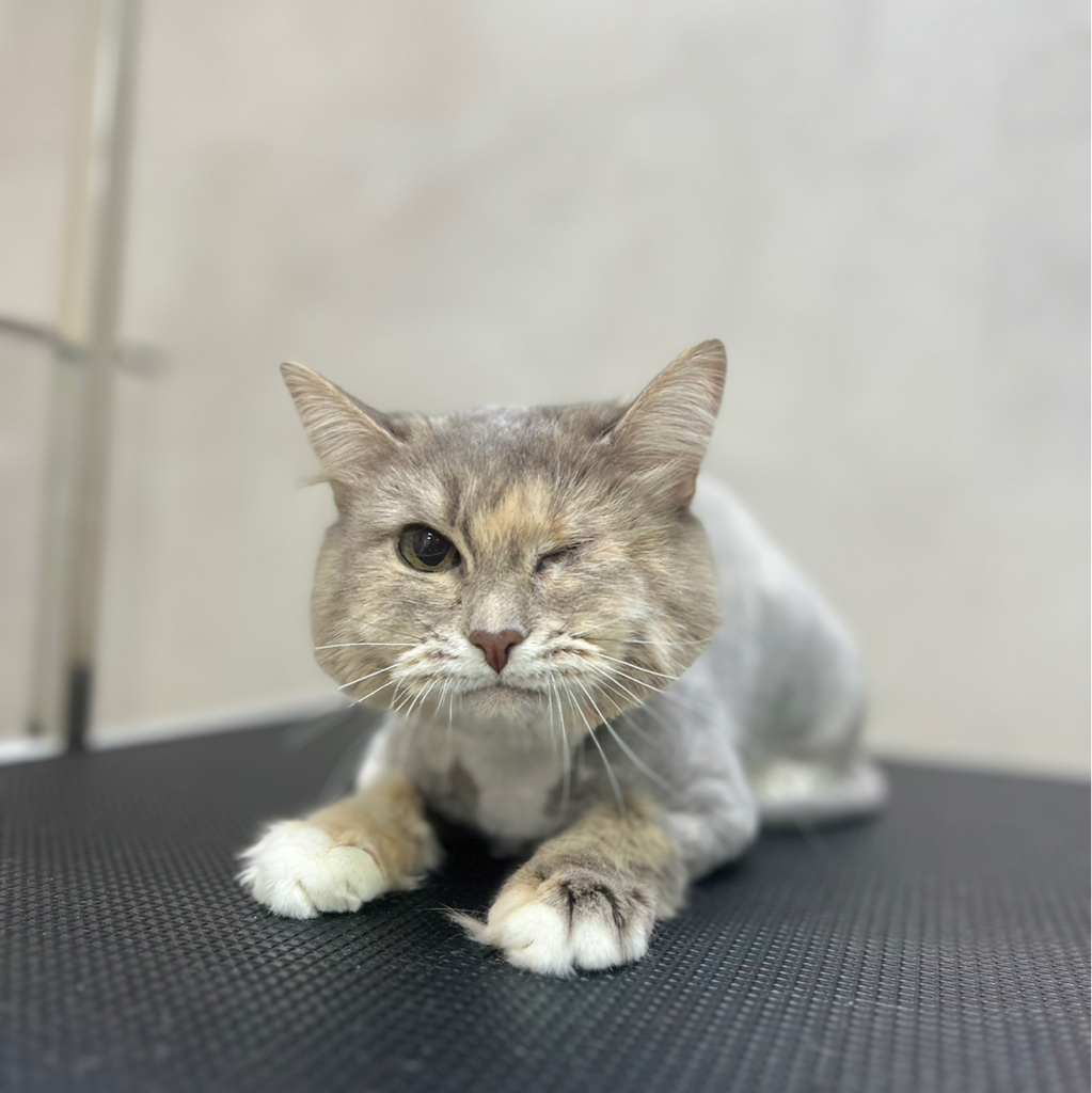 Стрижка БЕЗ КУПАНИЯ для мейн-куна и кошек БОЛЕЕ 6КГ‼️ если питомец агрессивный или очень переживательный, не усидчивый- свяжитесь со мной перед запись