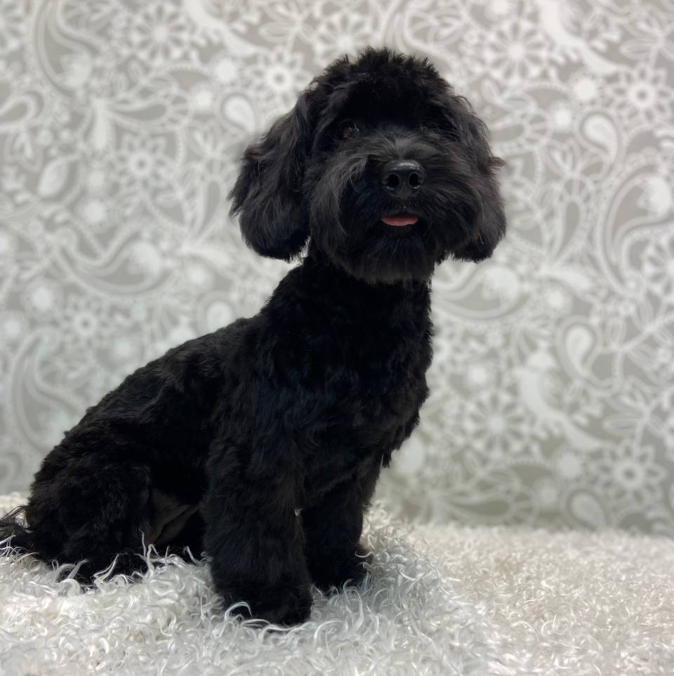 Миниатюрный/Малый пудель (28-38см) (машинка)