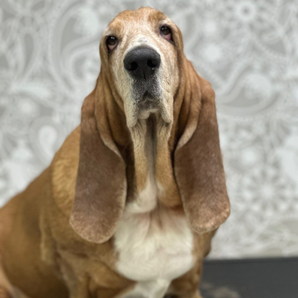 Бассет-хаунд