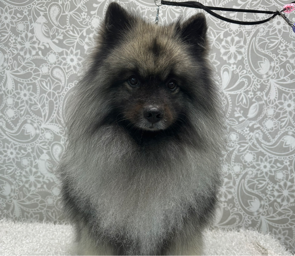 Вольф-шпиц, Кеесхонд