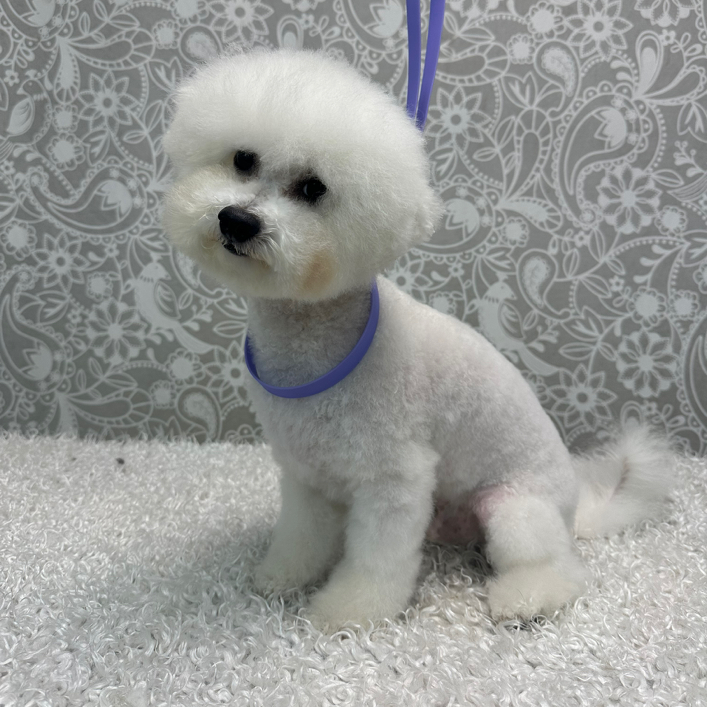 Бишон фризе (под машинку)