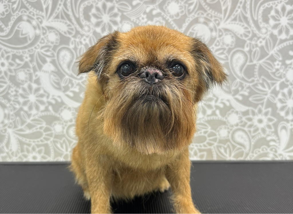 Гриффон триминг