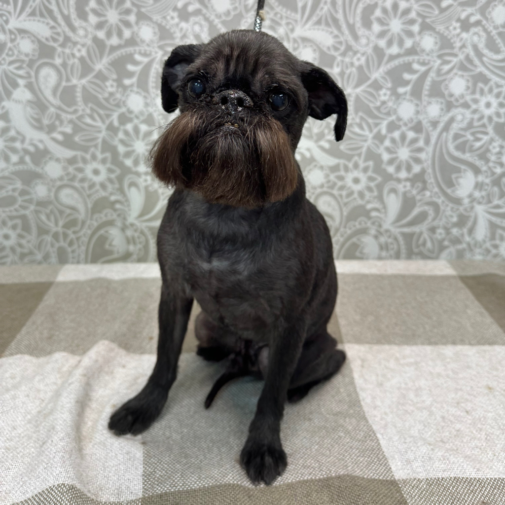 Гриффон брить