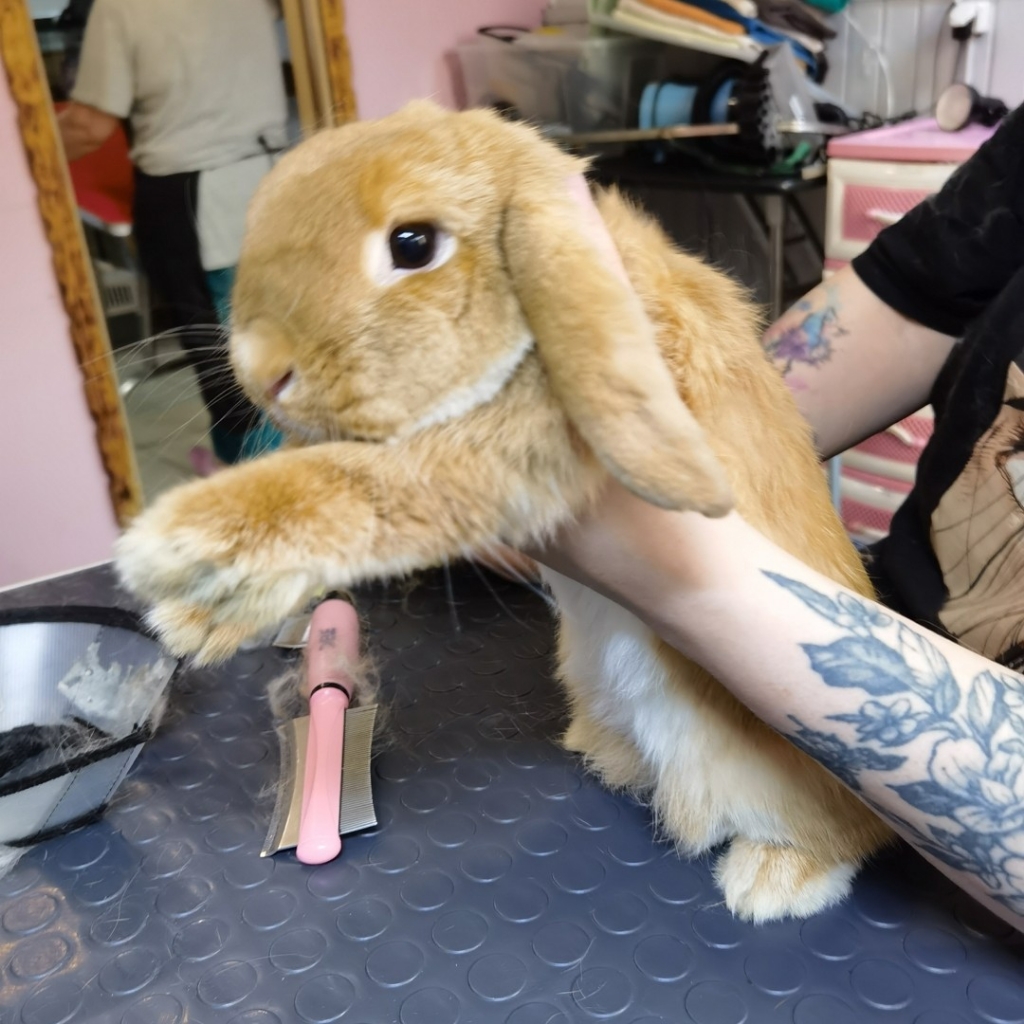 Вычес кролика