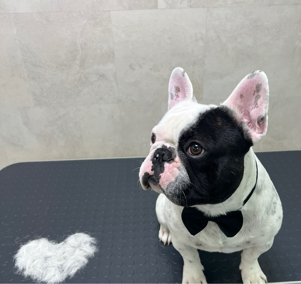 Французский бульдог до 8 кг комплекс Вычёсывание