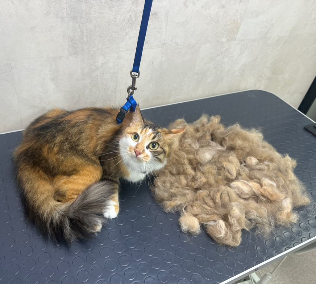 Вычёсывание без купания для кошек с любым типом шерсти ДО 6КГ ‼️если питомец агрессивный или очень переживательный, не усидчивый- свяжитесь с нами пер