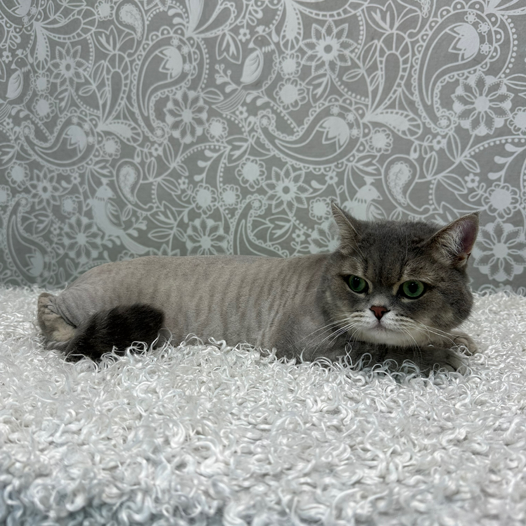 Кот брить (лев)