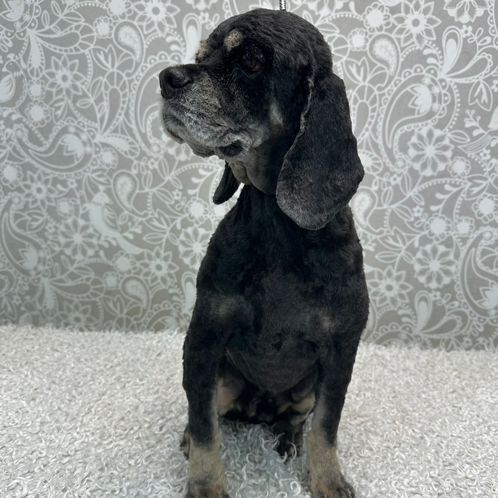 Американский кокер-спаниель(под машинку)