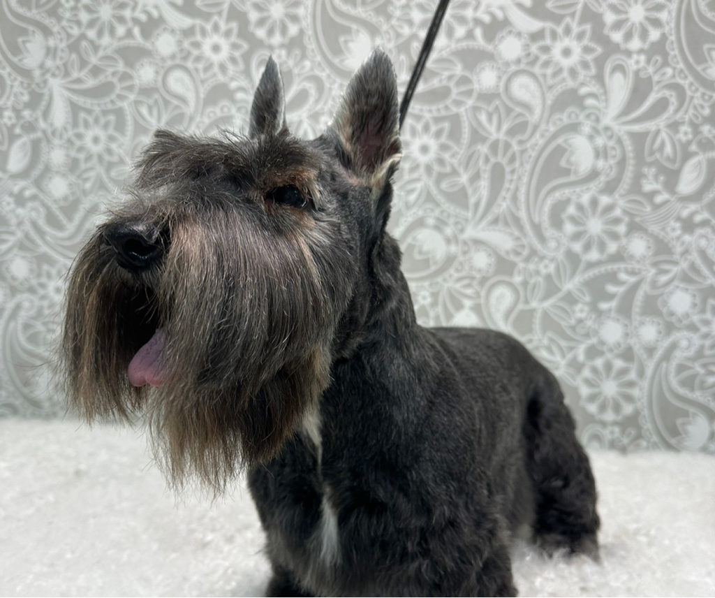 Скотч терьер (брить)