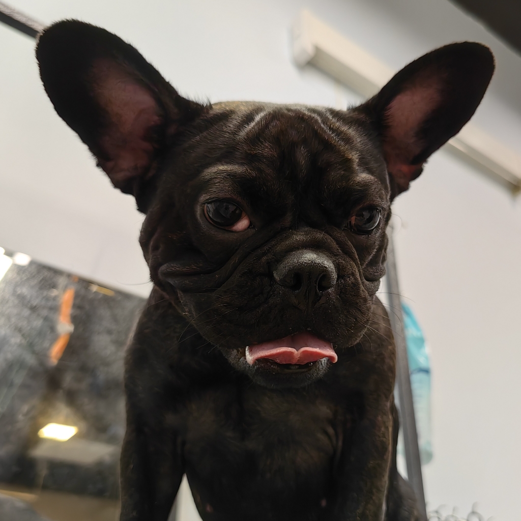 Бульдог французский