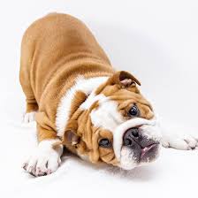 Бульдог английский/американский