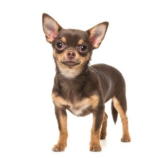 Чихуахуа короткошерстная
