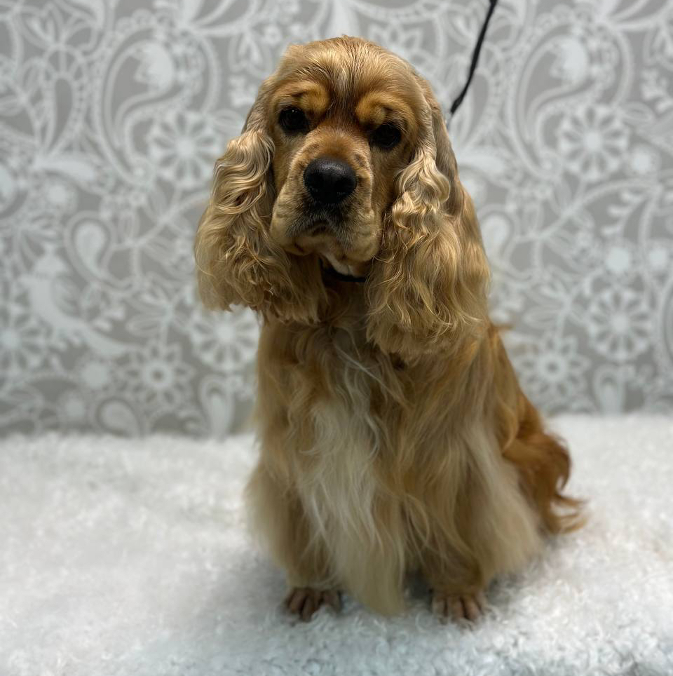 Американский кокер-спаниель(модельное)