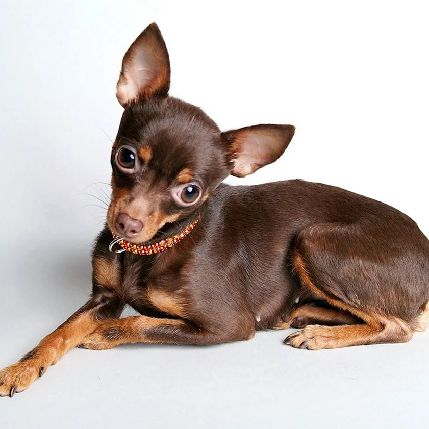 Той-терьер короткошерстный