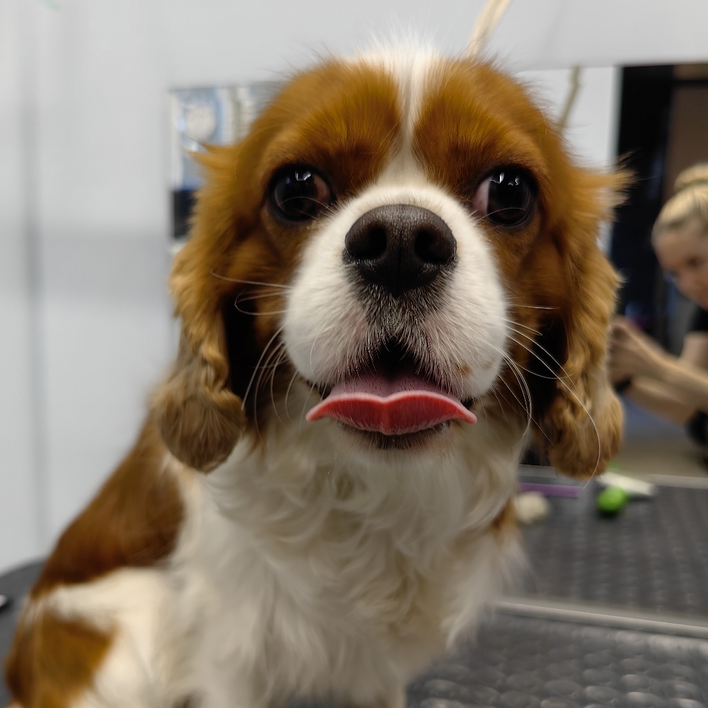 Кавалер кинг чарльз спаниель