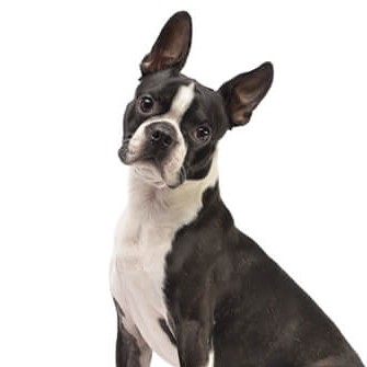 Бостон-терьер