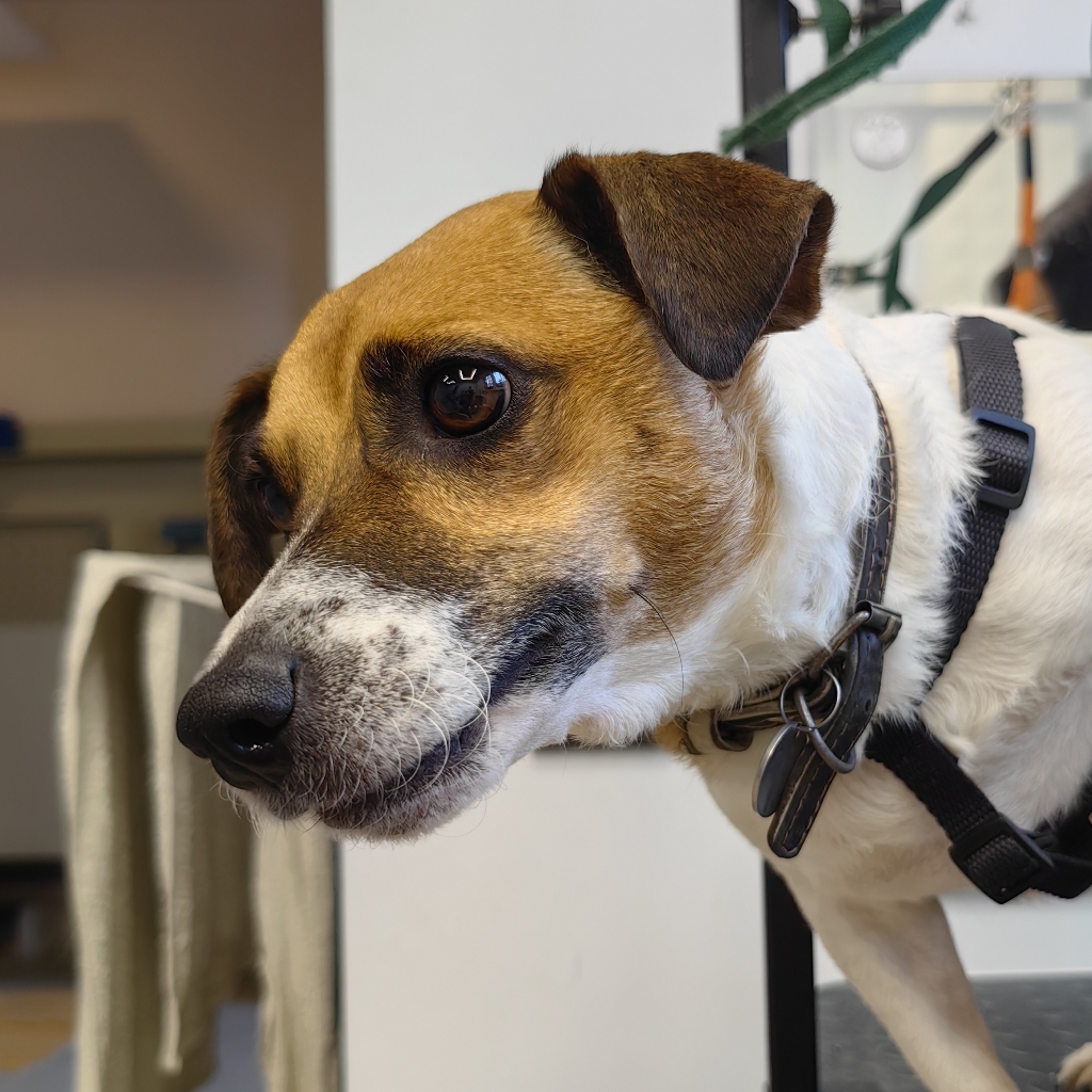 Джек рассел терьер